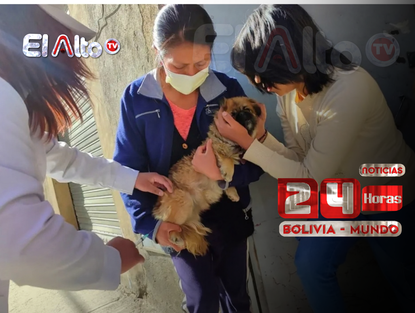 El Alto prepara vacunación antirrábica para más de 350 mil mascotas